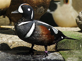 Фото Каменушка