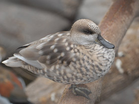 Смотреть фото Мраморный чирок Фото Мраморный чирок