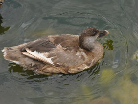 Смотреть фото Красноносый нырок Фото Красноносый нырок
