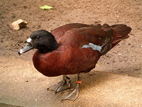 Фото Утка Хартлауба