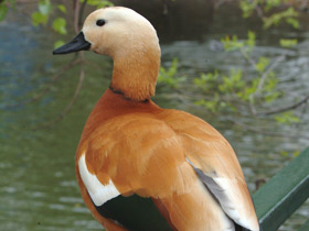 Обыкновенный огарь Обыкновенный огарь