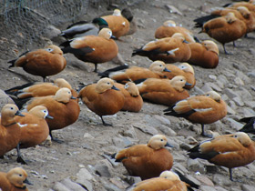 Фото Обыкновенный огарь