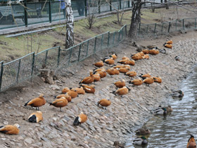 Фото Обыкновенный огарь