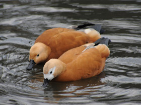 Фото Обыкновенный огарь