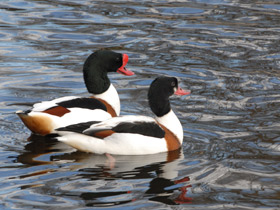 Пеганка Пеганка
