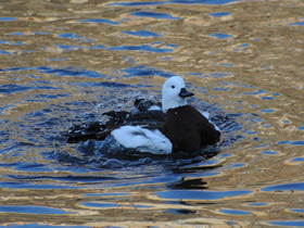 Фото Новозеландский огарь
