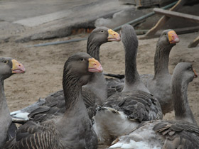 Смотреть фото Тульский бойцовый гусь Фото Тульский бойцовый гусь