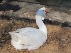 Смотреть фото Гуси холмогорской породы Фото Гуси холмогорской породы