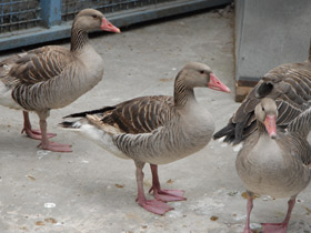 Смотреть фото Самые важные домашние животные Фото Самые важные домашние животные