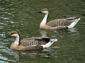 Фото Сухонос