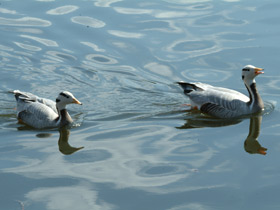 Фото Горный гусь
