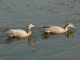 Фото Горный гусь