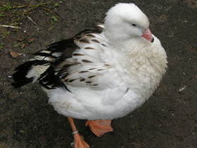 Фото Андский гусь