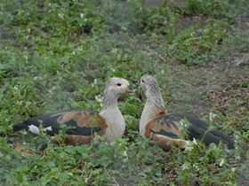 Смотреть фото Гривистый гусь Фото Гривистый гусь