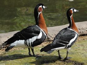 Фото Краснозобая казарка