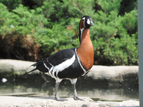 Фото Краснозобая казарка