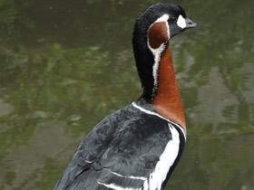 Фото Краснозобая казарка