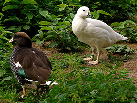 Смотреть фото Патагонская казарка Фото Патагонская казарка