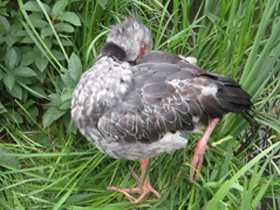 Смотреть фото Хохлатая паламедея Фото Хохлатая паламедея