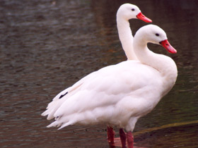 Фото Коскороба