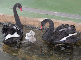Фото Черный лебедь
