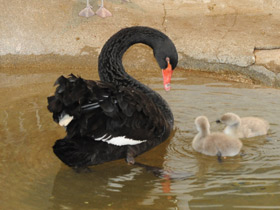 Фото Черный лебедь