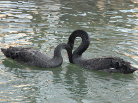 Фото Черный лебедь