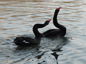 Фото Черный лебедь