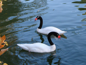 Фото Черношейный лебедь