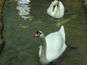 Смотреть фото Трудная зимовка лебедей Фото Трудная зимовка лебедей