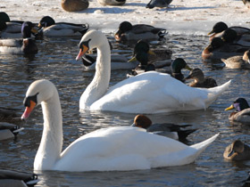 Смотреть фото Лебедь-шипун Фото Лебедь-шипун