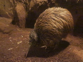 Смотреть фото Южный киви Фото Южный киви