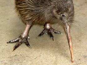 Смотреть фото Южный киви Фото Южный киви