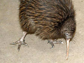 Смотреть фото Южный киви Фото Южный киви