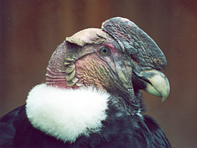 Андский кондор Андский кондор