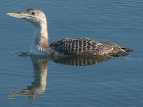 Фото Белоклювая гагара