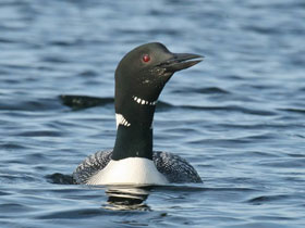 Полярная гагара Полярная гагара