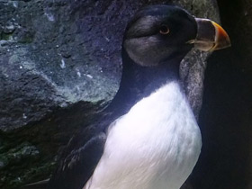 Смотреть фото Ипатка Фото Ипатка