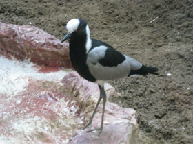 Смотреть фото Пигалица-кузнец Фото Пигалица-кузнец