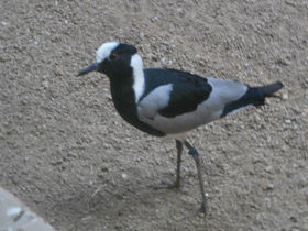 Смотреть фото Пигалица-кузнец Фото Пигалица-кузнец