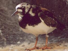 Смотреть фото Камнешарка Фото Камнешарка