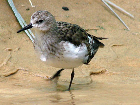 Смотреть фото Малый песочник Фото Малый песочник