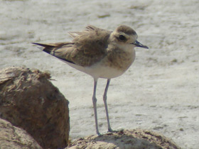 Фото Каспийский зуёк