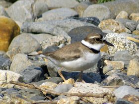 Смотреть фото Уссурийский зуёк Фото Уссурийский зуёк