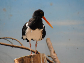 Кулик-сорока Кулик-сорока