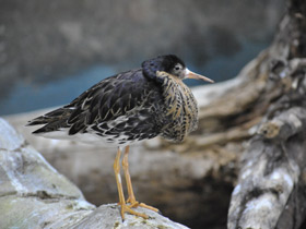 Смотреть фото Турухтан Фото Турухтан
