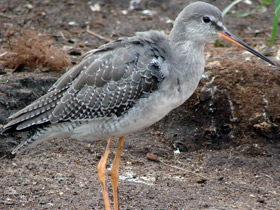 Щёголь Щёголь