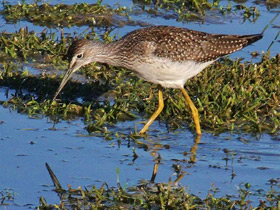 Фото Пёстрый улит