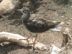 Фото Черныш