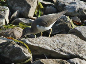 Фото Улит-отшельник